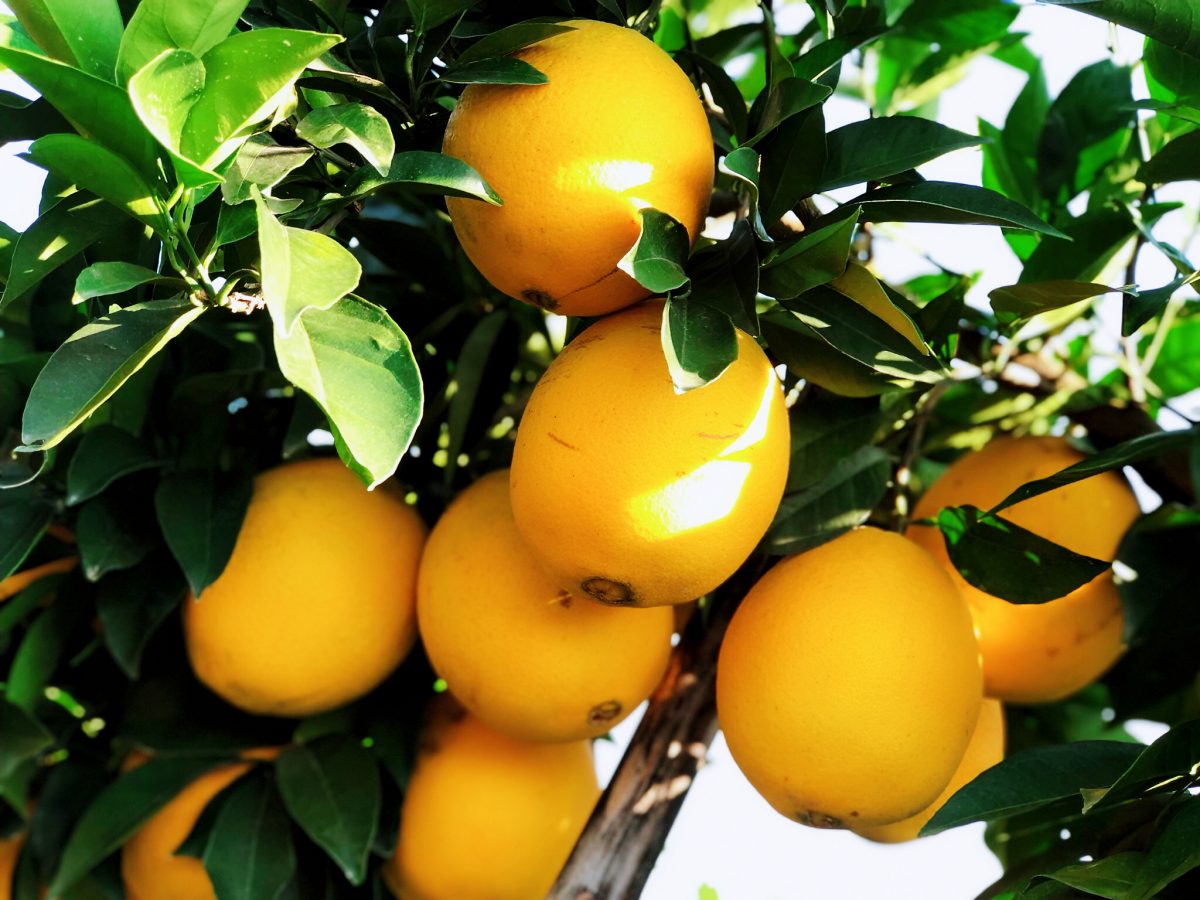 脐橙种植的丰产栽培技术