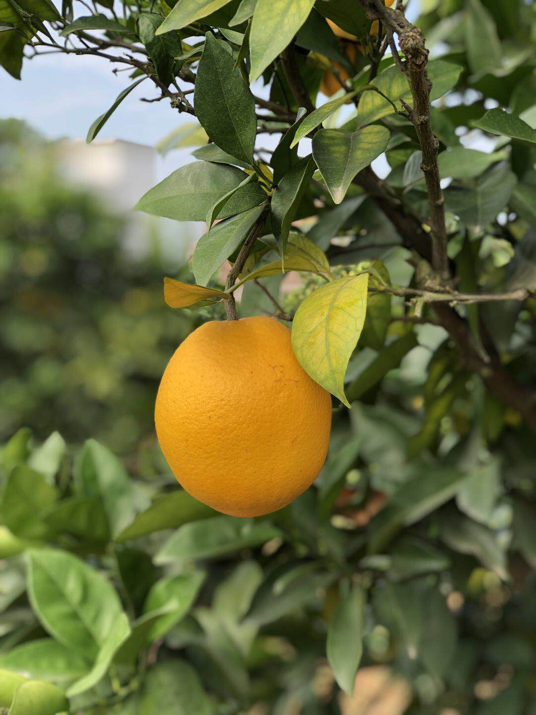 怎样才能买到正宗的赣南脐橙？