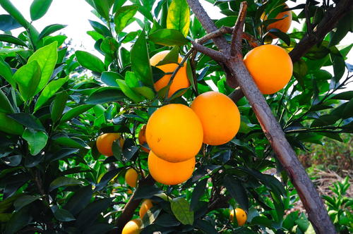 脐橙种植的丰产栽培技术