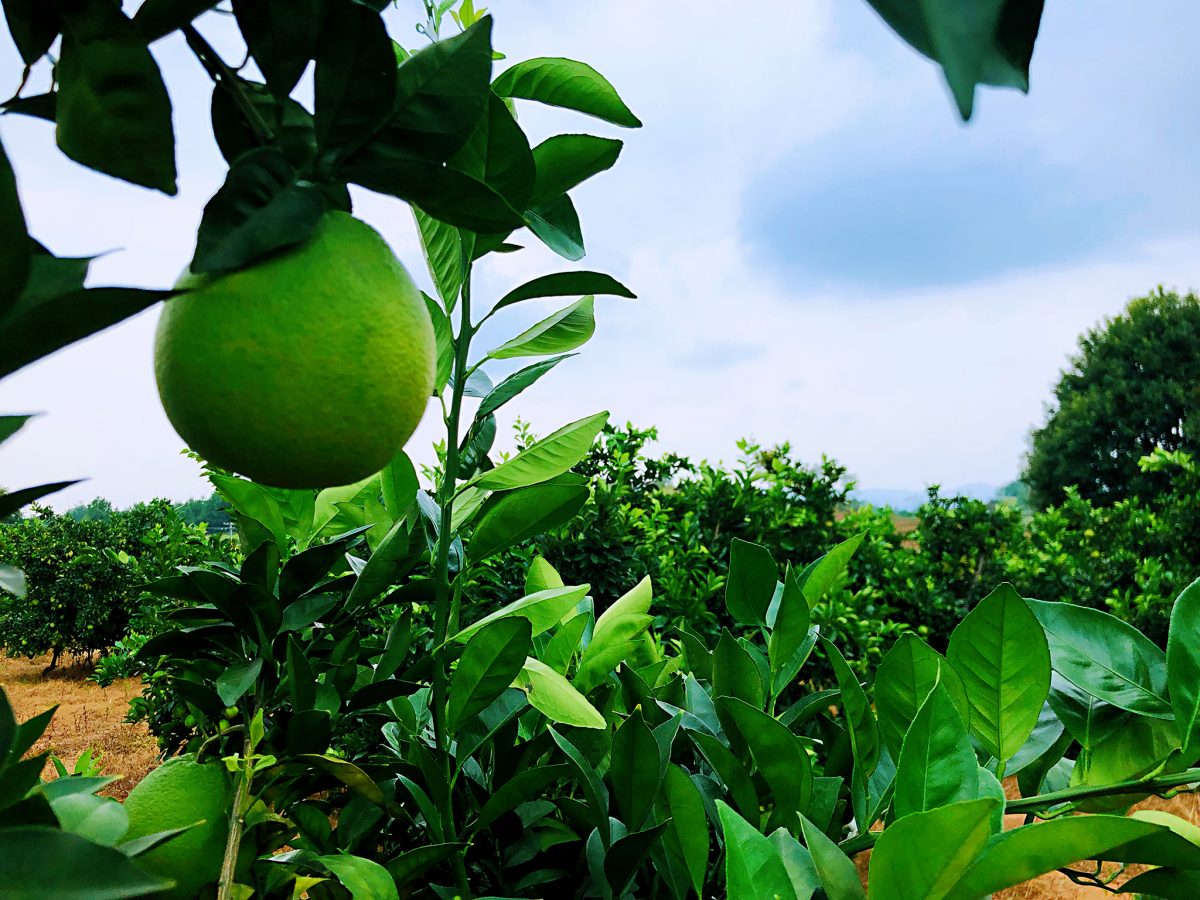 种了20年脐橙的老果农总结6条经验，帮你实现果园高产！