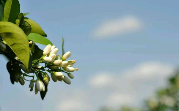 怎样种植赣南脐橙