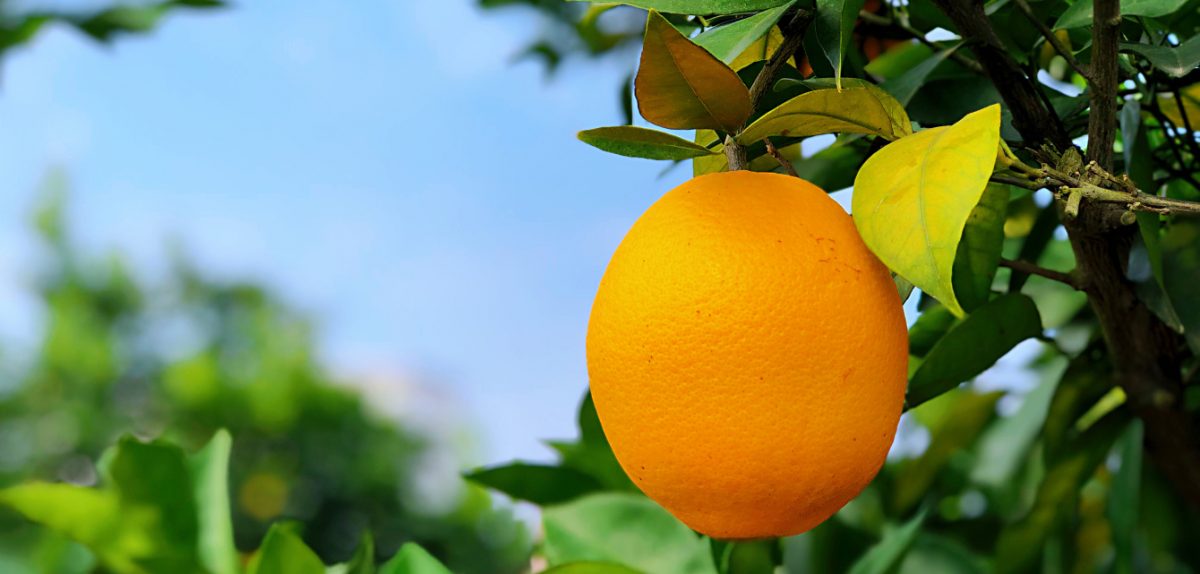 中华名果，赣南脐橙