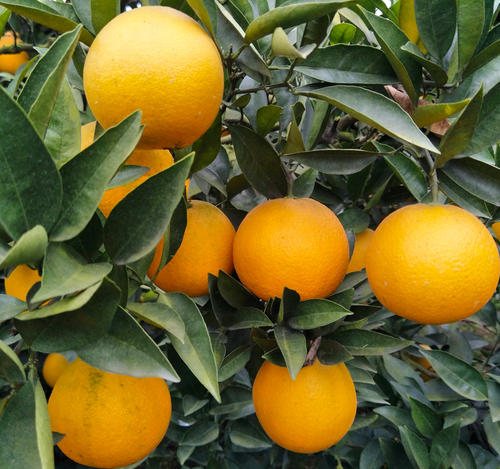 种植赣南脐橙需要什么样的条件？