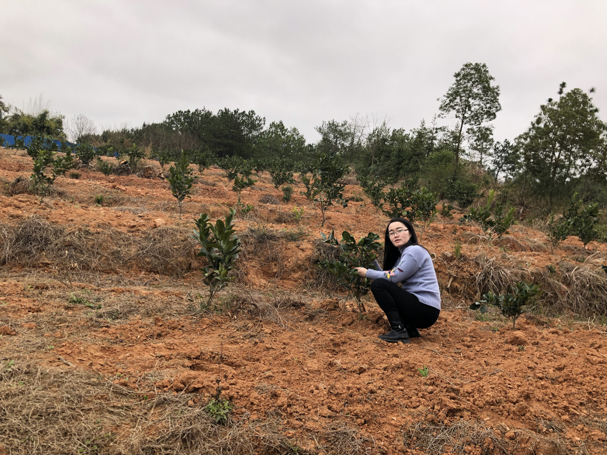 种植赣南脐橙该怎样合理给肥？