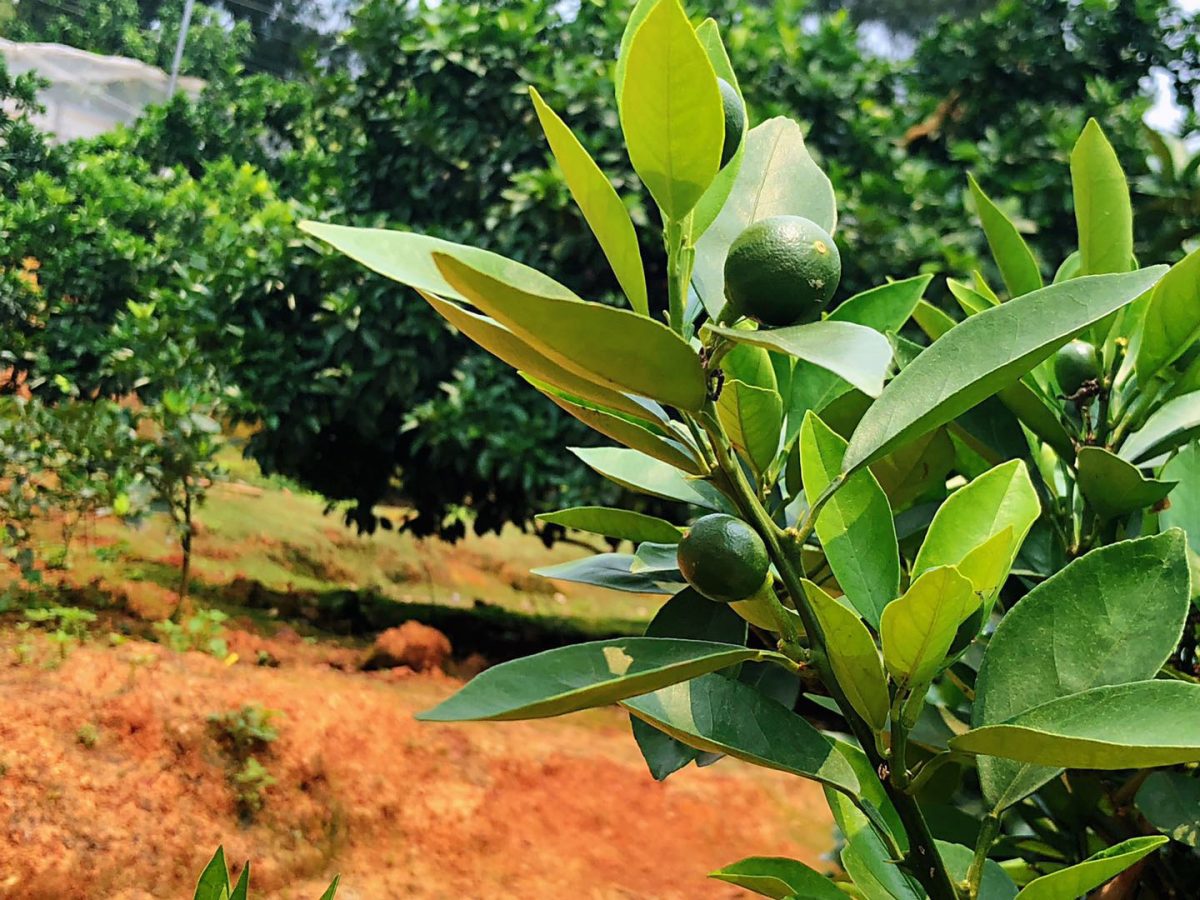 赣南脐橙树幼苗种植施肥技巧大曝光