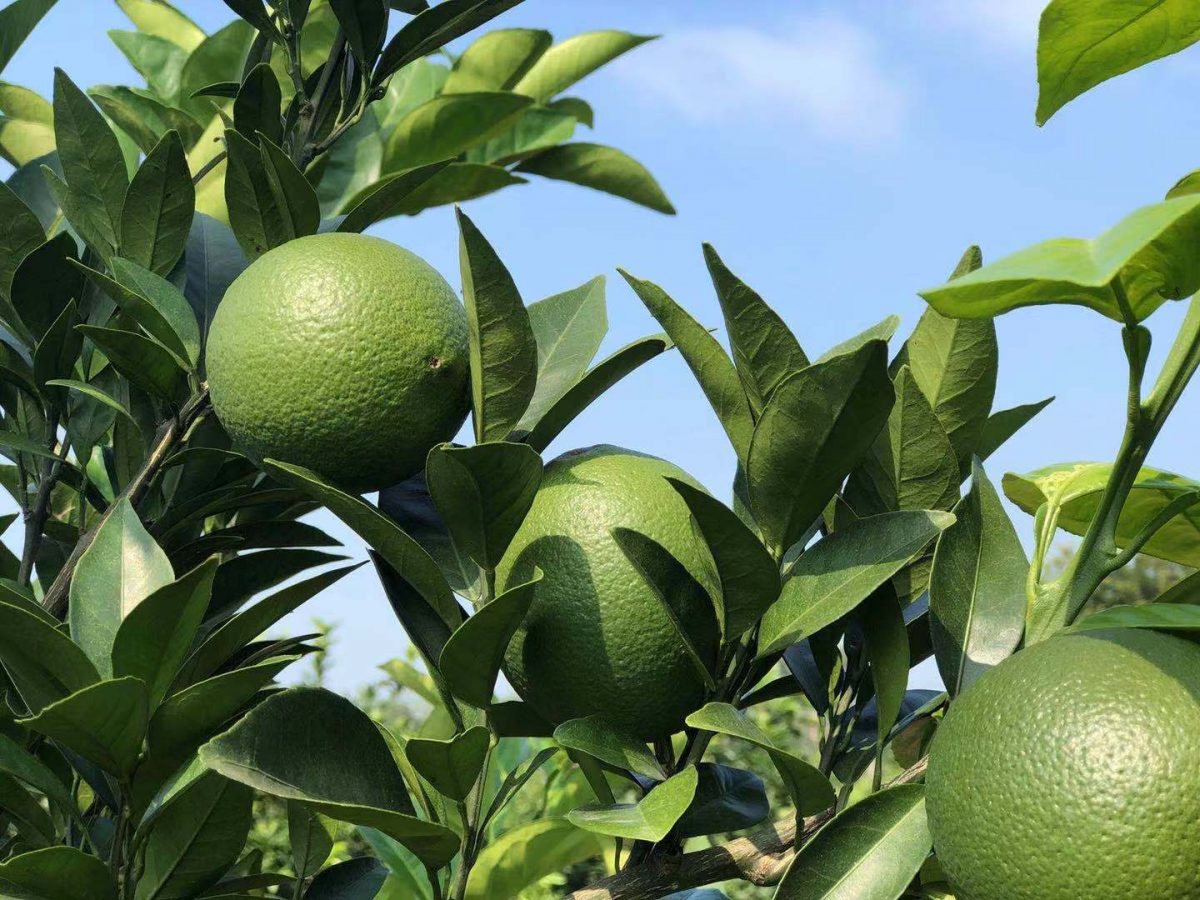 九月十月赣南脐橙种植的管理要点