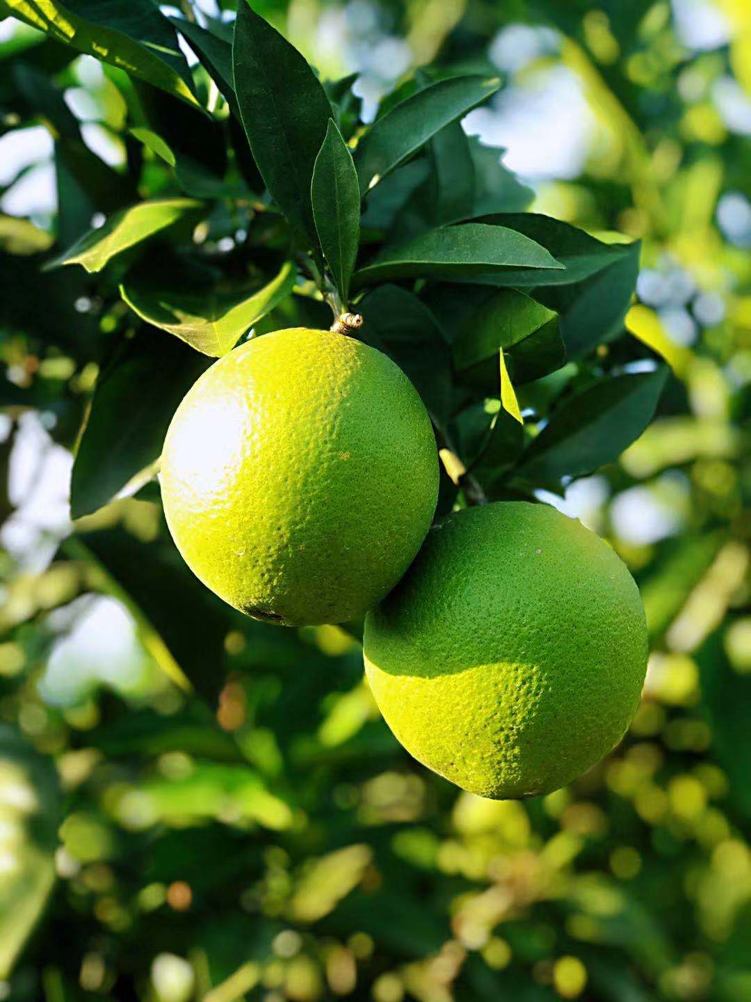 没想到大名鼎鼎的赣南脐橙，还藏着这样的秘密