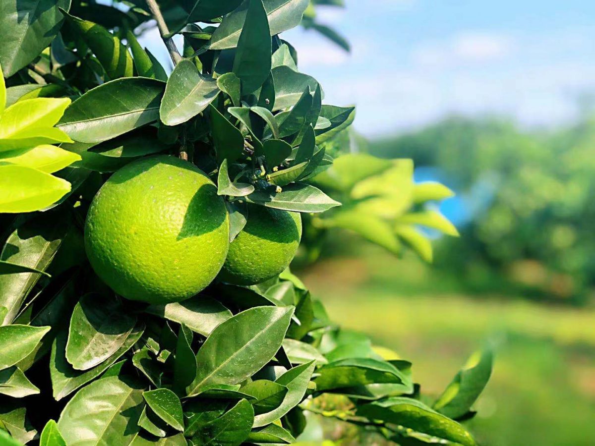 赣南脐橙的前世今生