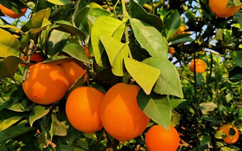 赣南脐橙的来历、特点与营养价值