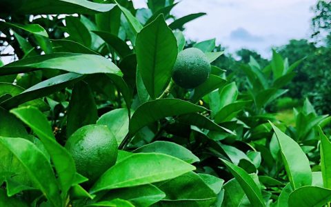 赣南脐橙果园6月份优化肥水管理，提高果实品质