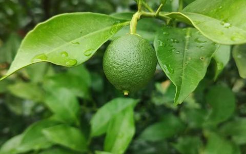 5月份的赣南脐橙